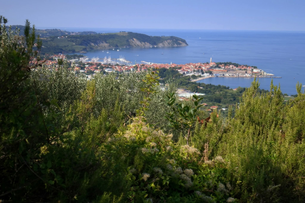 ZRS Koper ESG 213