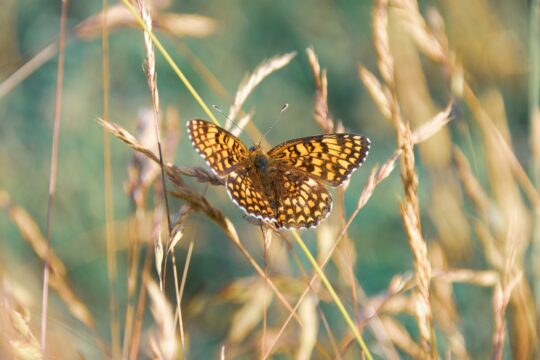 wal 172619 butterfly 10340484