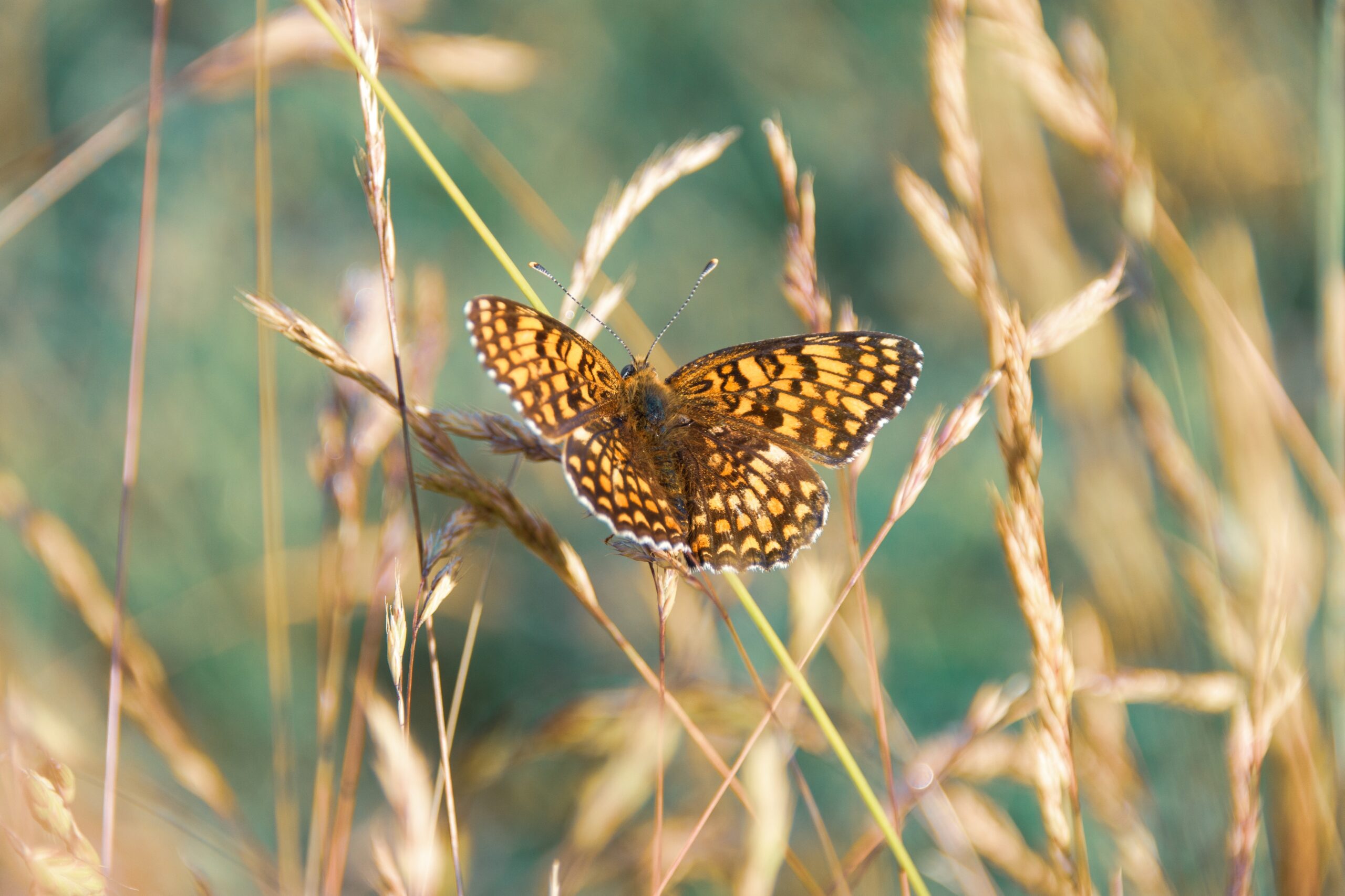 wal 172619 butterfly 10340484 scaled
